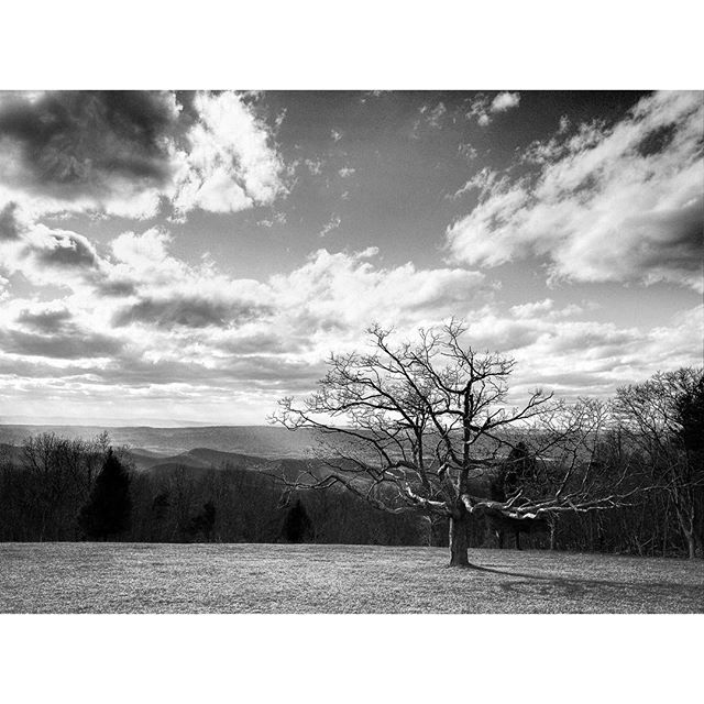 Solo tree #ricohgr #skylinedrive #monoart_ #visualsofadventure #exploretocreate #virginia #latergram